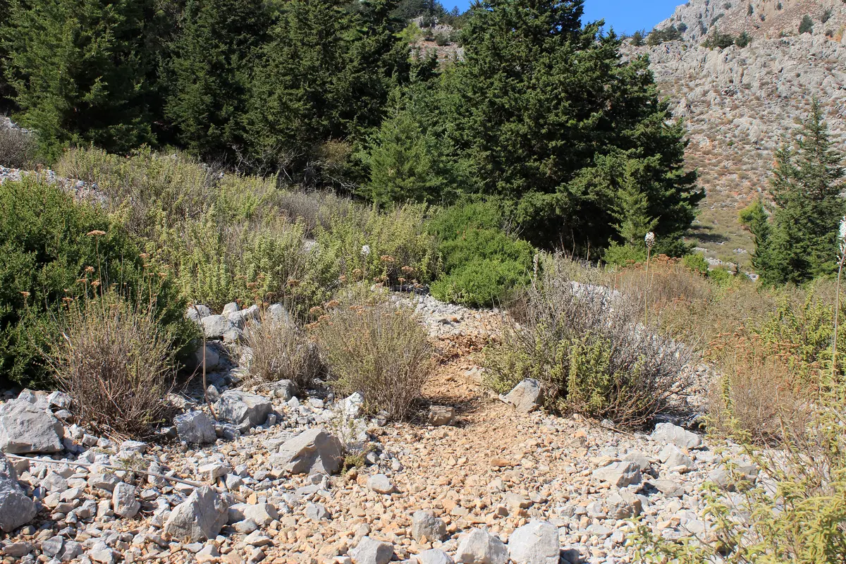 Vegetationen i dalen bakom Nanou-stranden på Symi